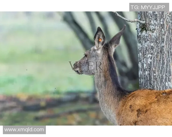 雄鹿栖息地与生态保护研究：探讨雄鹿在自然环境中的生存与繁衍机制